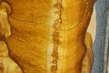 Polished Golden Picture Jasper Slice - Nevada #316212-1